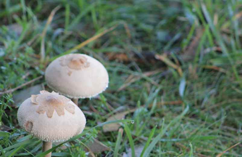 Champignon rosé des prés : Identification et caractéristiques