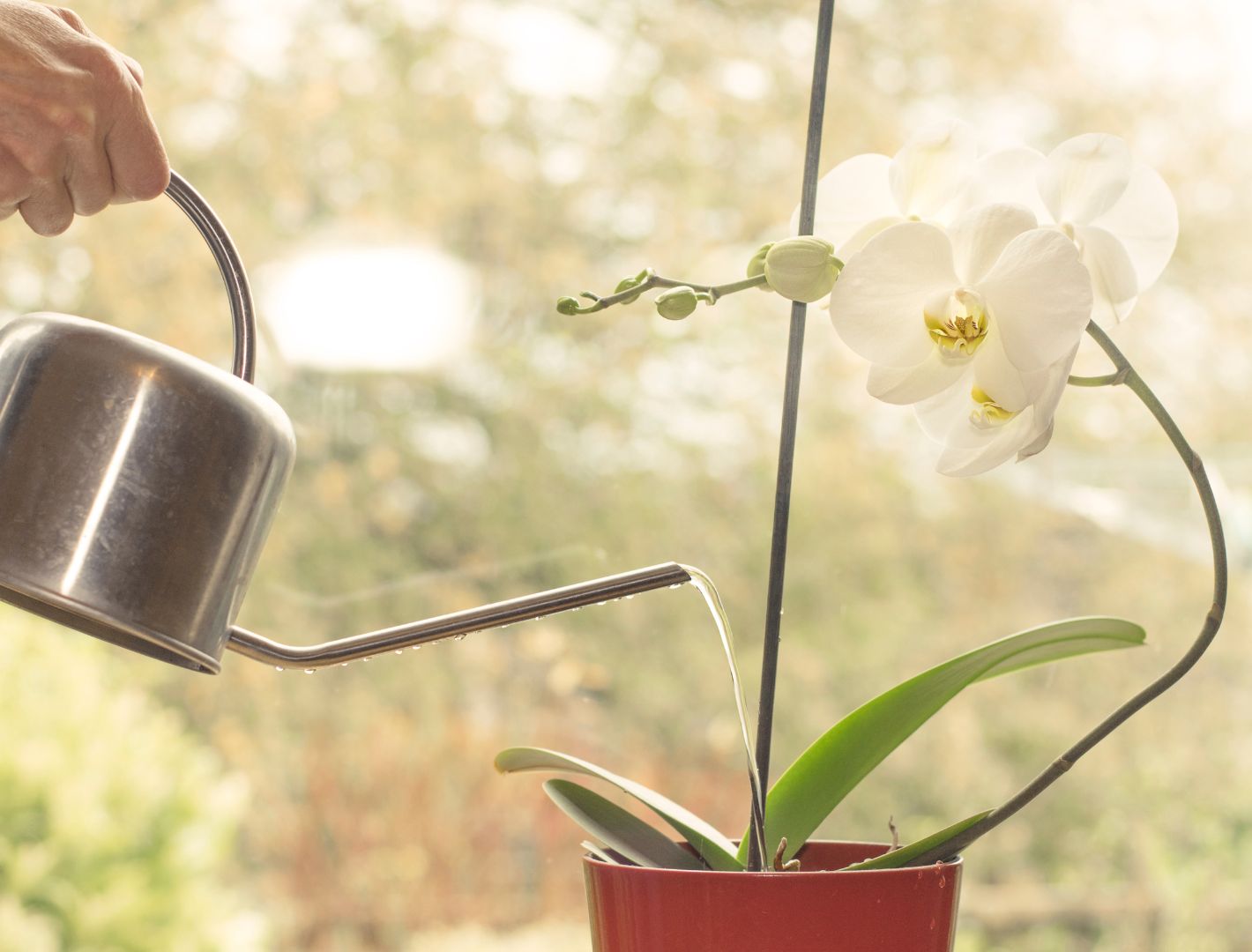 Guide pratique : Comment arroser une orchidée correctement